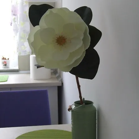 Apartment Anca Brasov